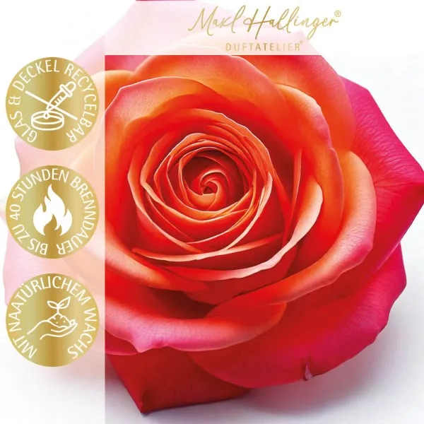 Charming Rose (Rosenduft) - Duftkerze, 40h Raumduft Sojawachs